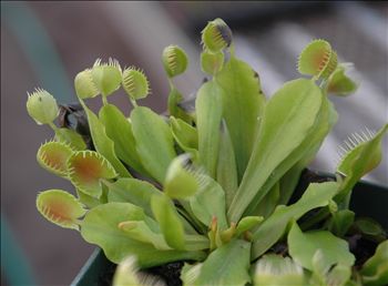 VFT Cup Trap